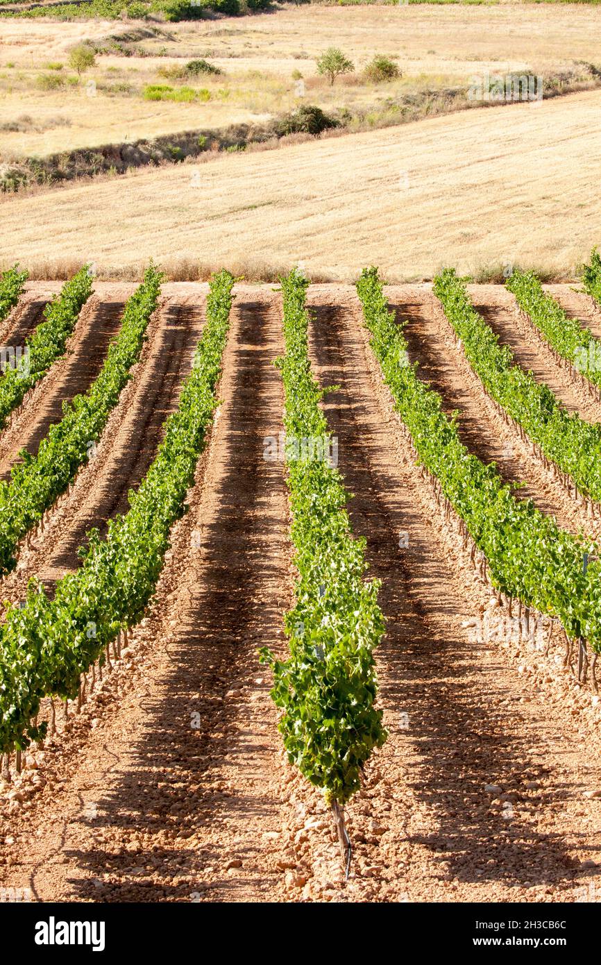 Vineyards and grapes growing in the Spanish countryside at Navarrete in the Rioja region of Northern Spain Stock Photo