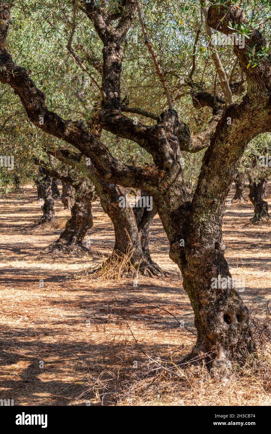 Rows of olive trees and olive groves on a greek hillside on the Ionian island of zakynthos. Olive trees, olive farms, olive oil, farming, greek olives Stock Photo