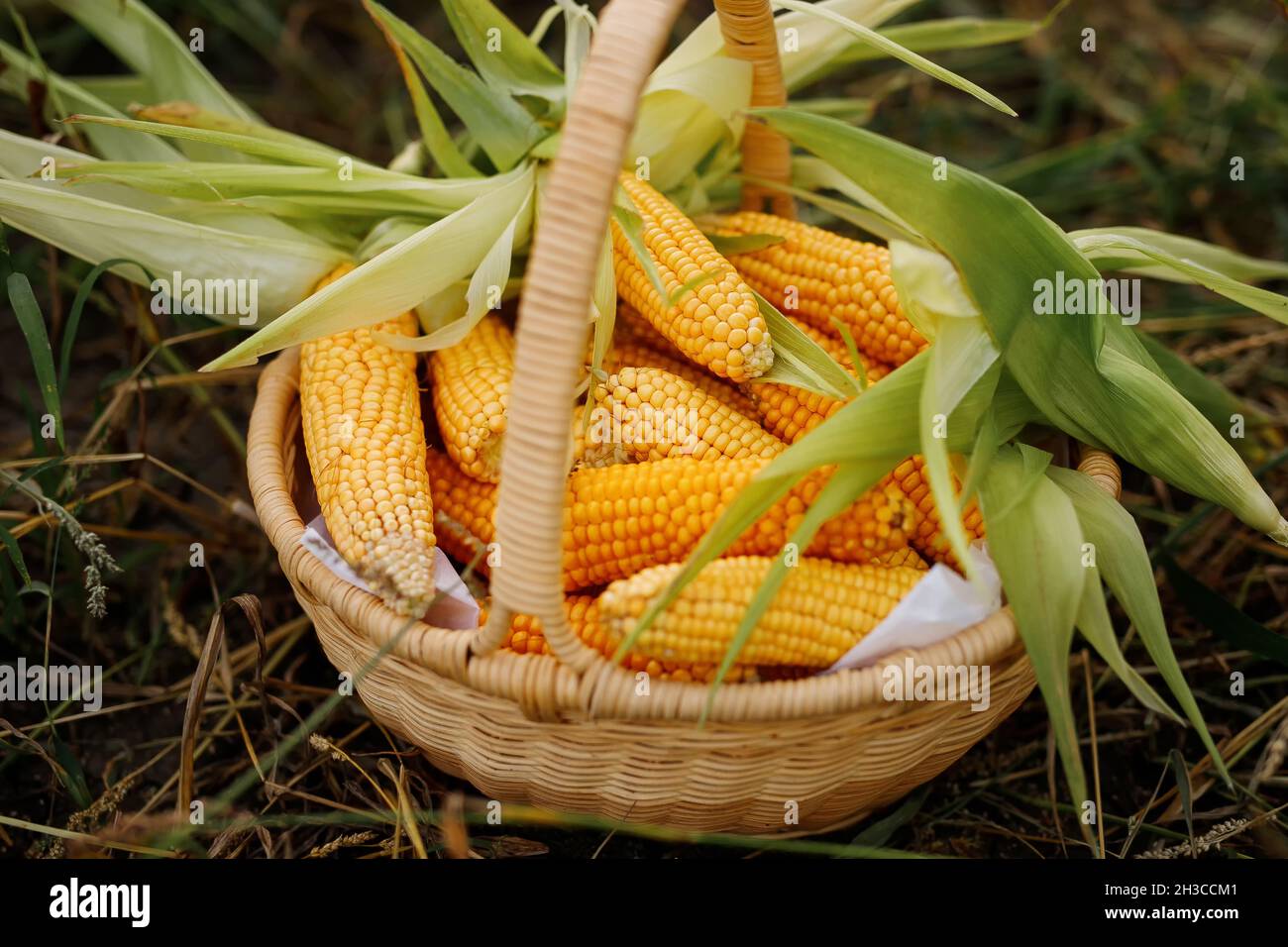 Corn placed in a basket. Farmer harvest concept of corn planting Stock Photo