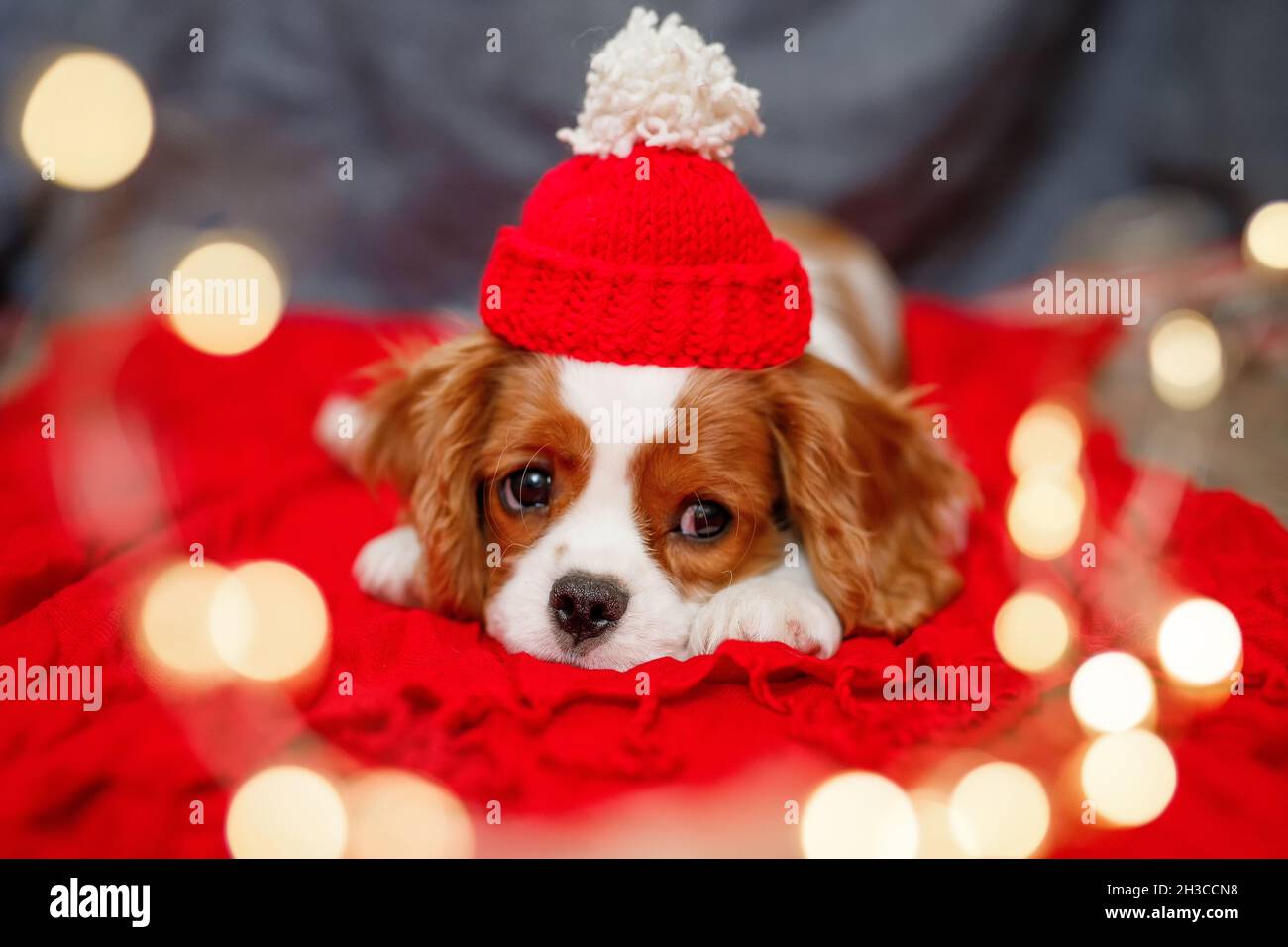 Cav Hat High Resolution Stock Photography and Images - Alamy