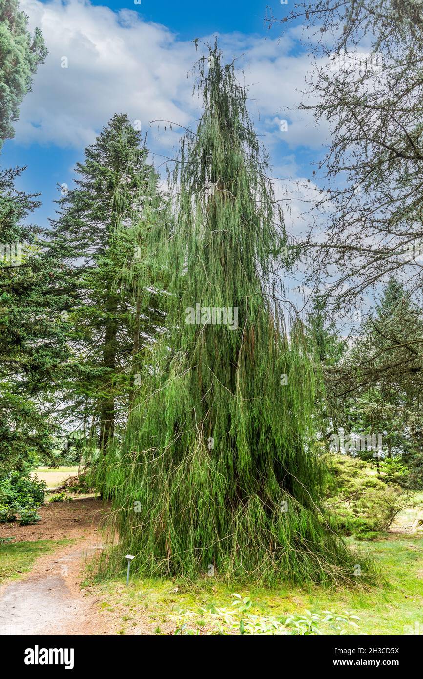 Close up of Calafornian cypress, Chamaecyparis lawsoniana Imbricata Pendula, is a conifer with long drooping branches Stock Photo