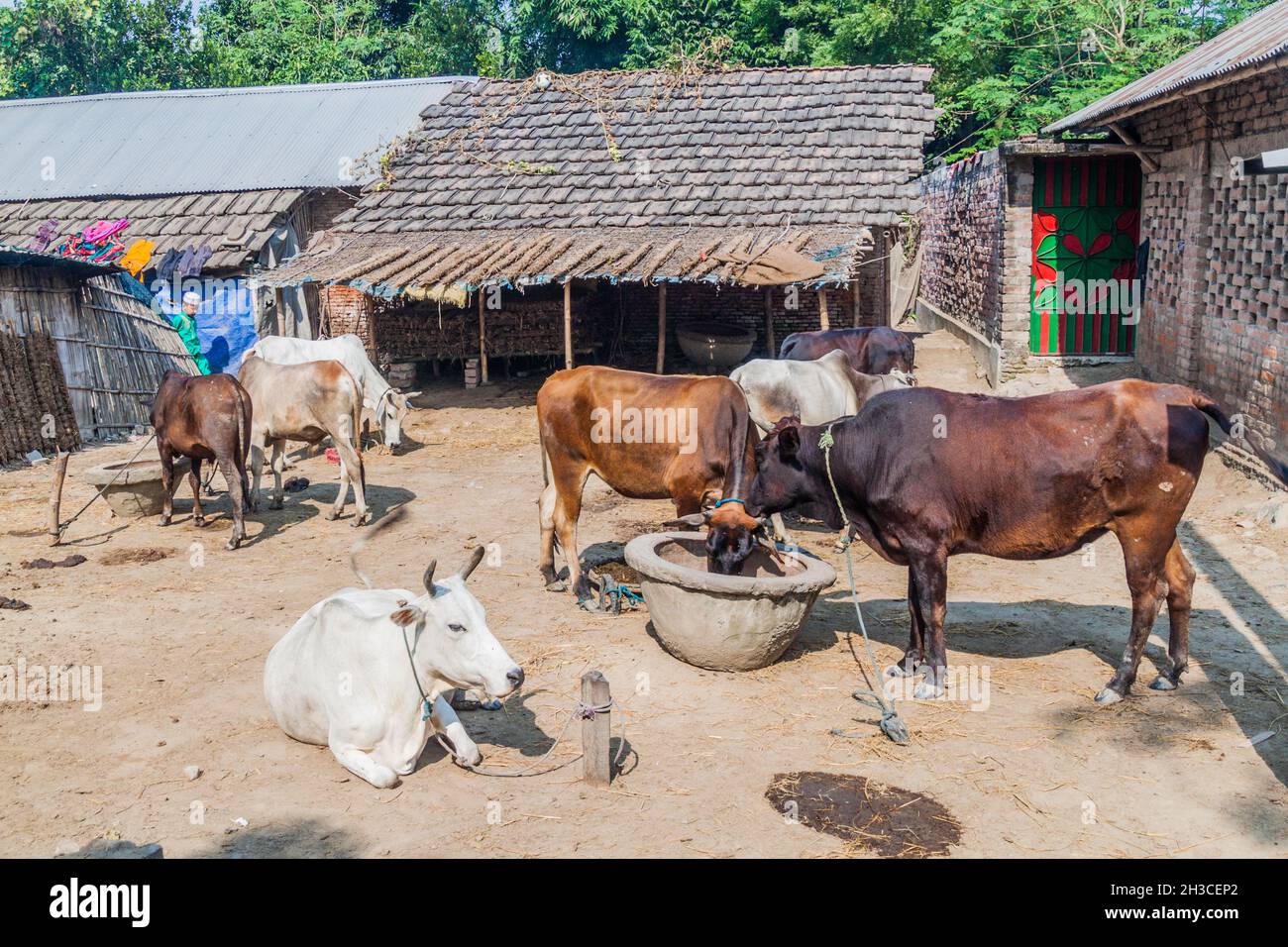 Cows in a village in Bangladesh Stock Photo Alamy