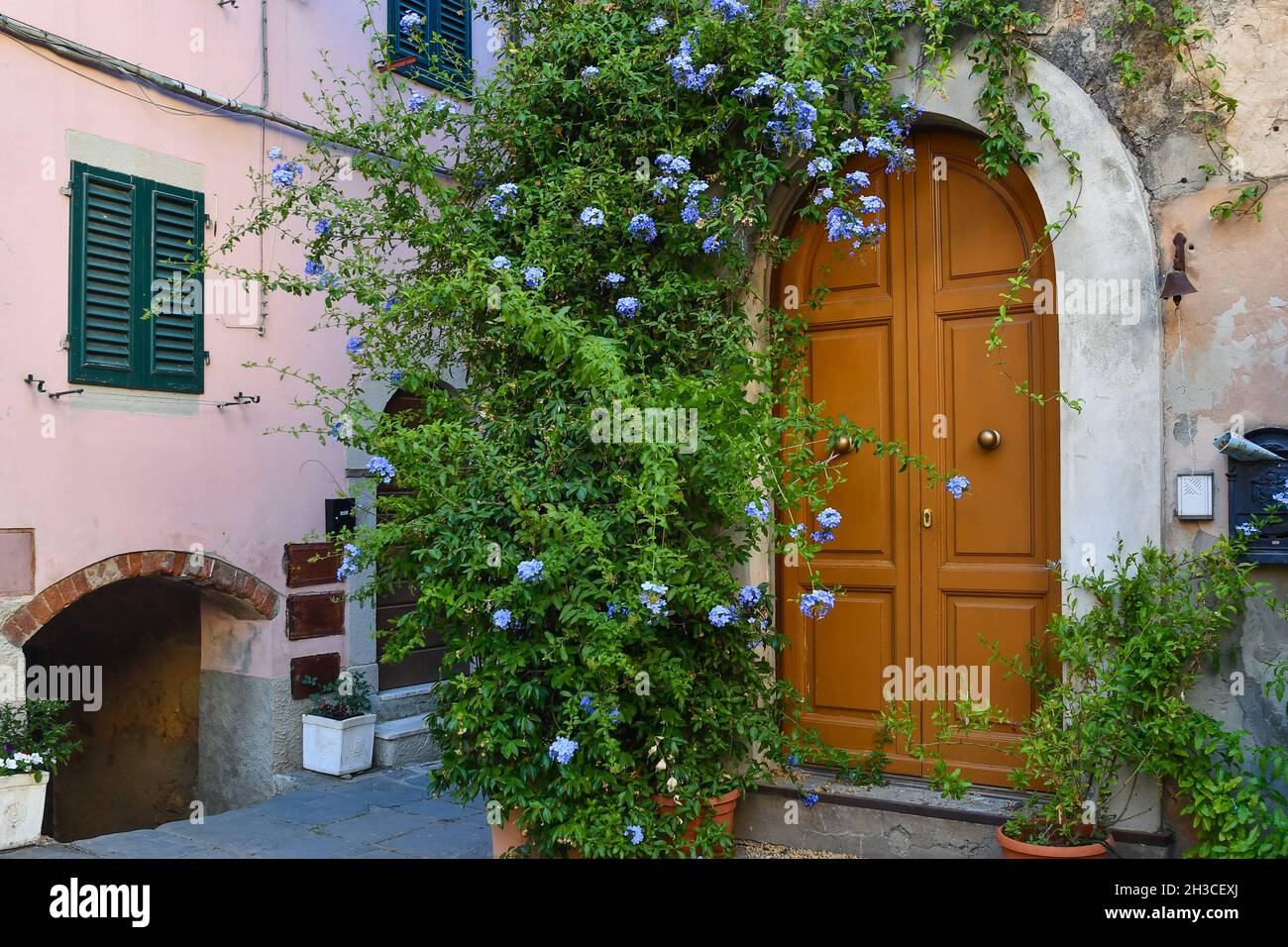 A picturesque corner of the medieval village of Castagneto Carducci with a blooming plant of plumbago on the façade of an old house, Livorno, Tuscany Stock Photo