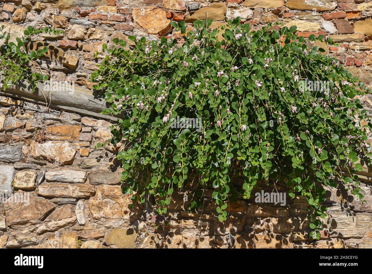 A flowering plant of caper (Capparis spinosa) grown on a brick and stone wall, Tuscany, Italy Stock Photo