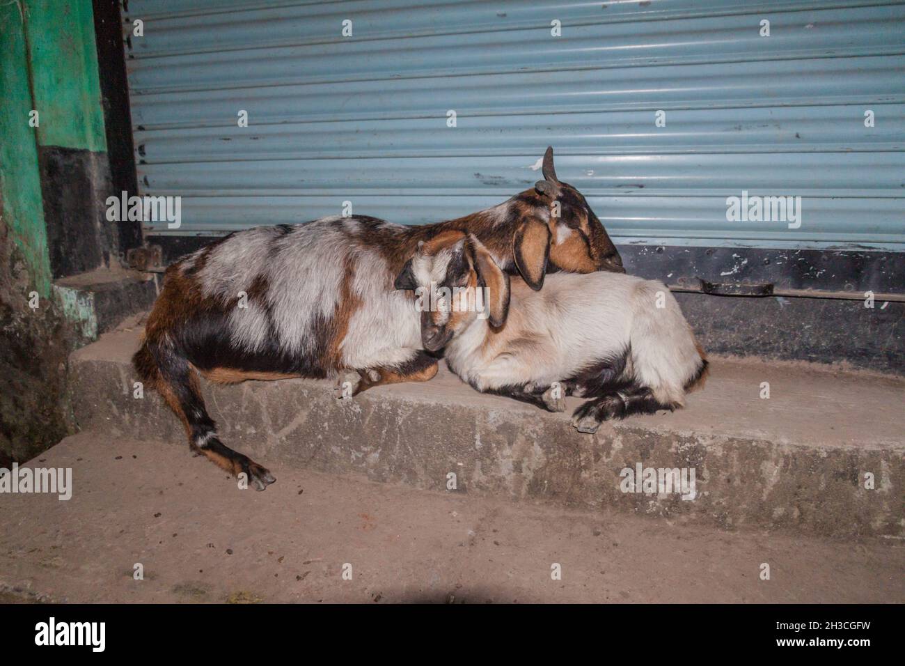 Goats sleeping in Morrelganj village, Bangladesh Stock Photo Alamy