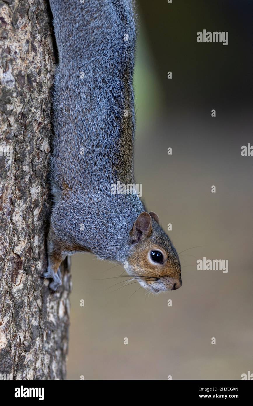 Grey Squirrel Stock Photo