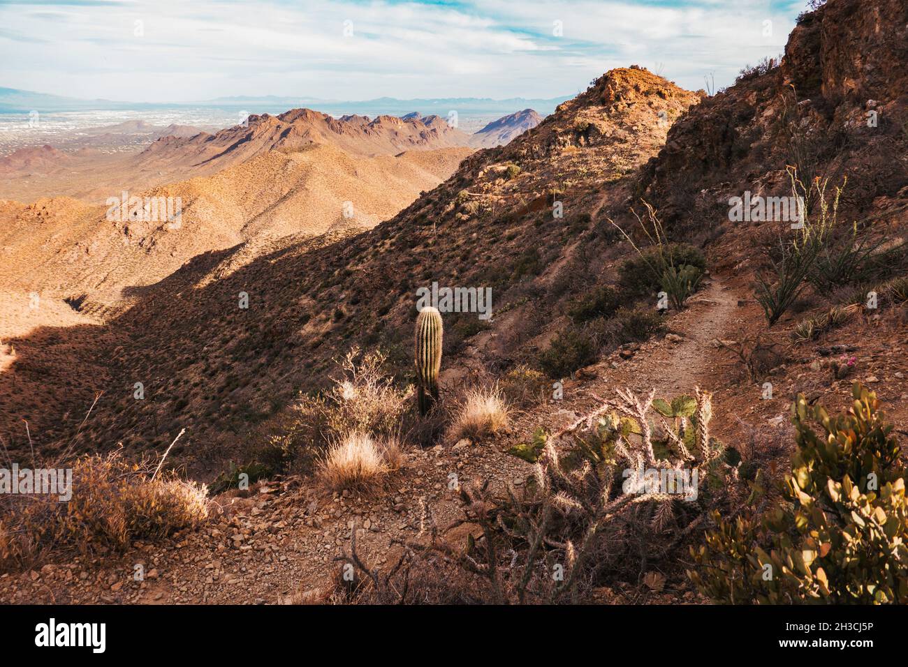 Hiking the Wasson Peak trail in Saguaro National Park, Tucson, AZ Stock Photo