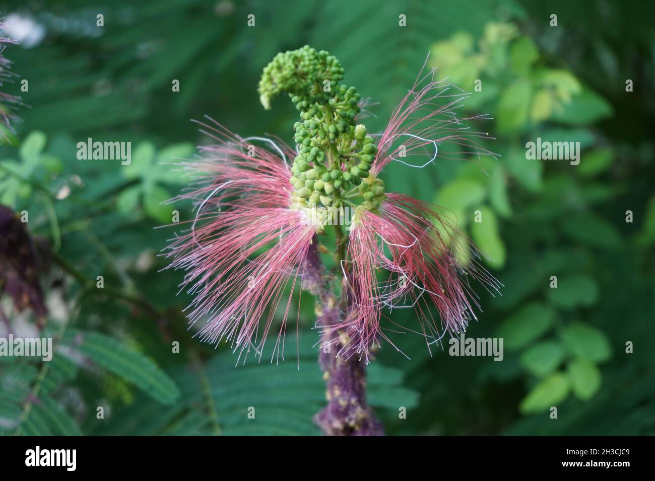 Persian silk tree flower with a natural background Stock Photo