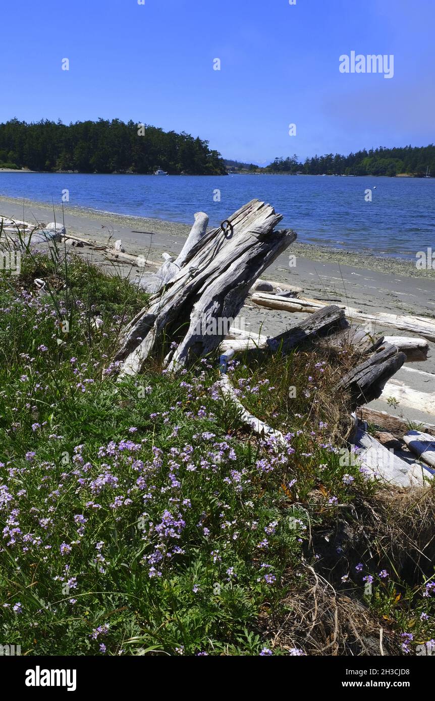 LOPEZ ISLAND IN WASHINGTON STATE'S FAMOUS SAN JUAN ISLANDS...AGATE