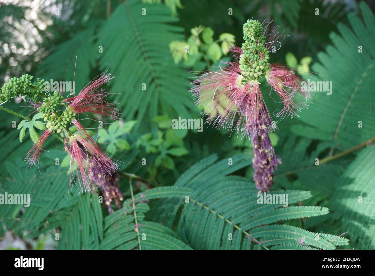 Persian silk tree flower with a natural background Stock Photo