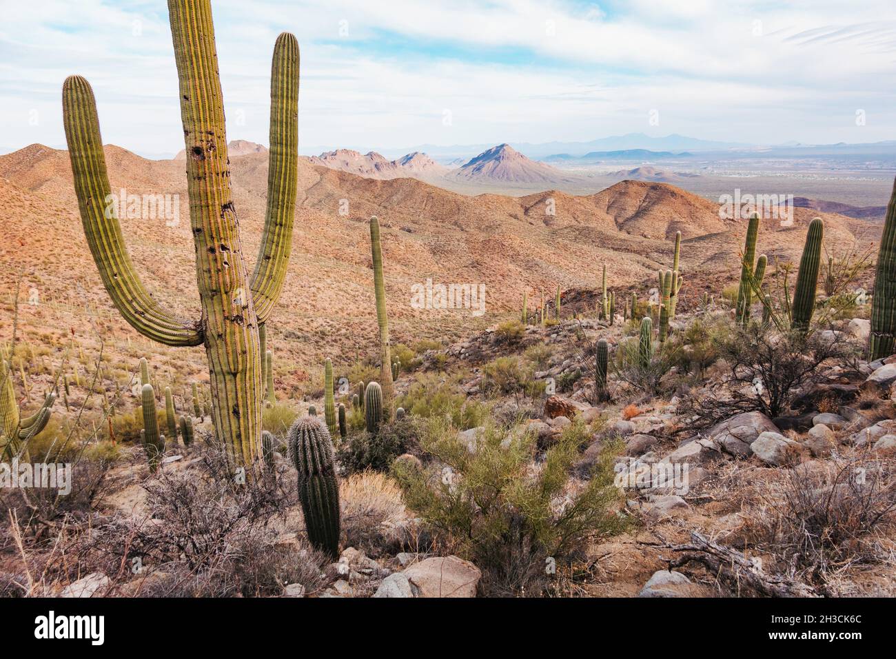 A pockmarked saguaro cactus in Saguaro National Park, Tucson, AZ. Birds ...