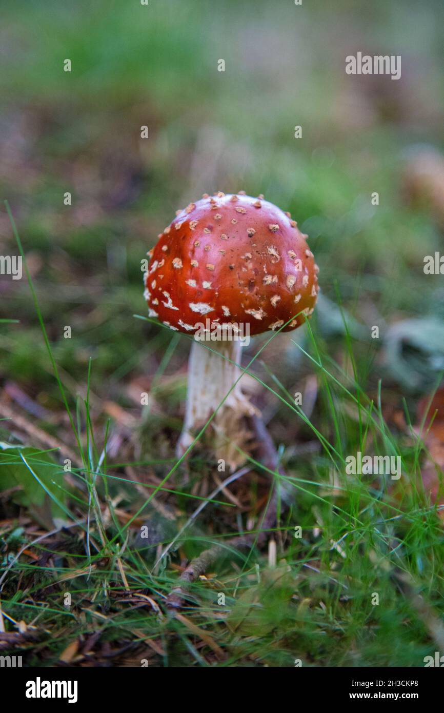 wild nature duff house grounds.fallen leaves mushrooms fungi. Stock Photo