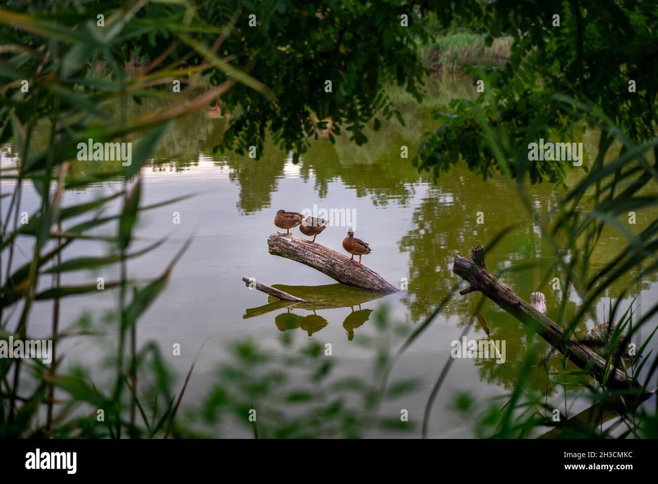 Three Ducks sitting on a tree branch coming out of water, framed by reeds, Dunakeszi, Hungary Stock Photo