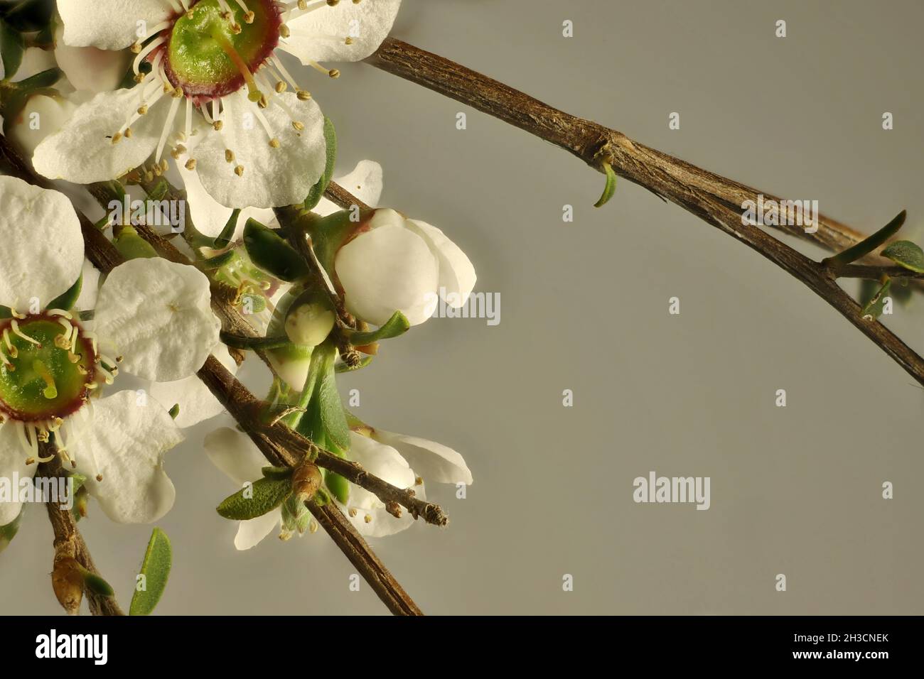 Macro detail of flowers and stem of Heath Teatree (Leptospermum myrsinoides) Stock Photo