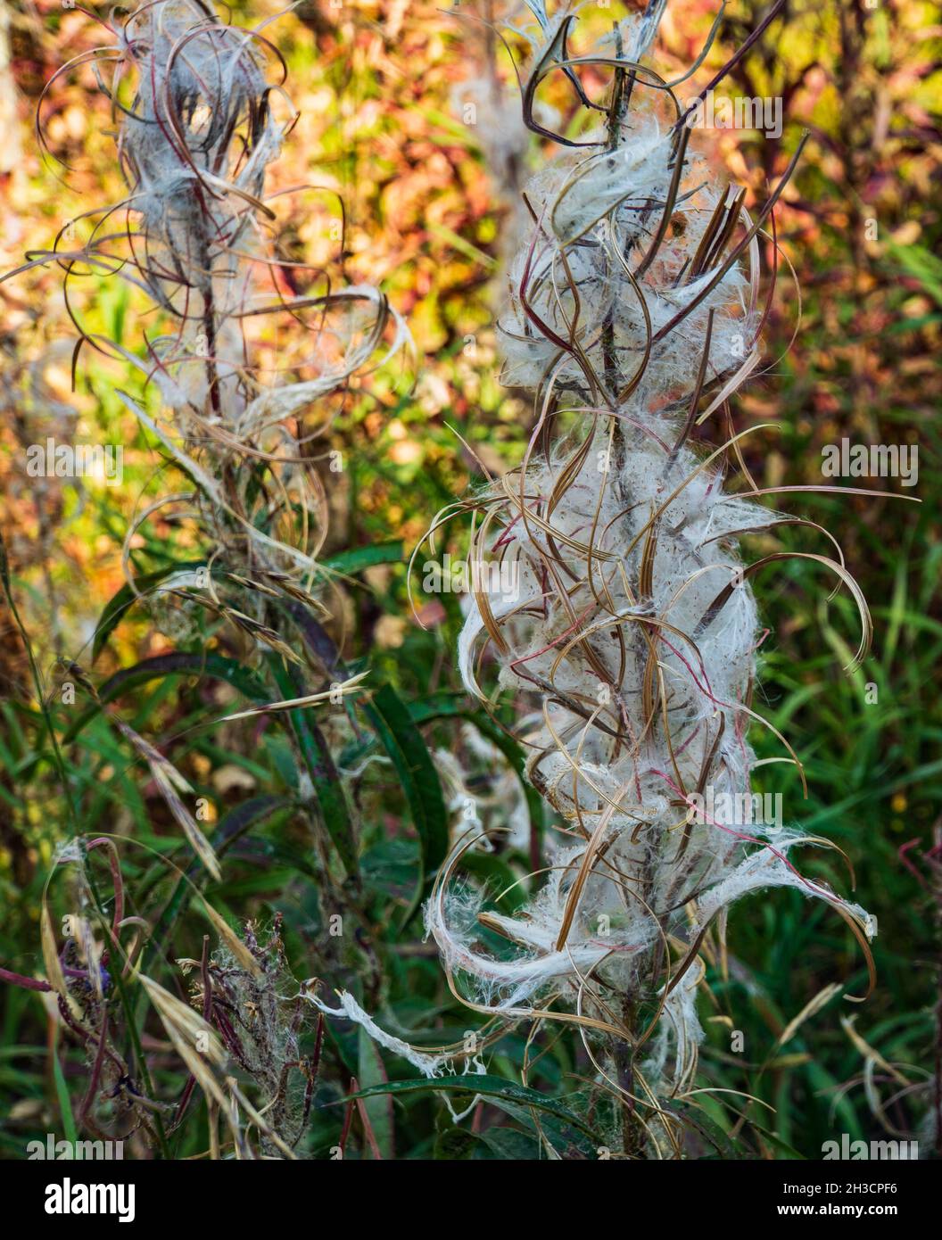 fireweed gone to seed  in beautiful white seeds ready to be  dispersed by the wind Stock Photo