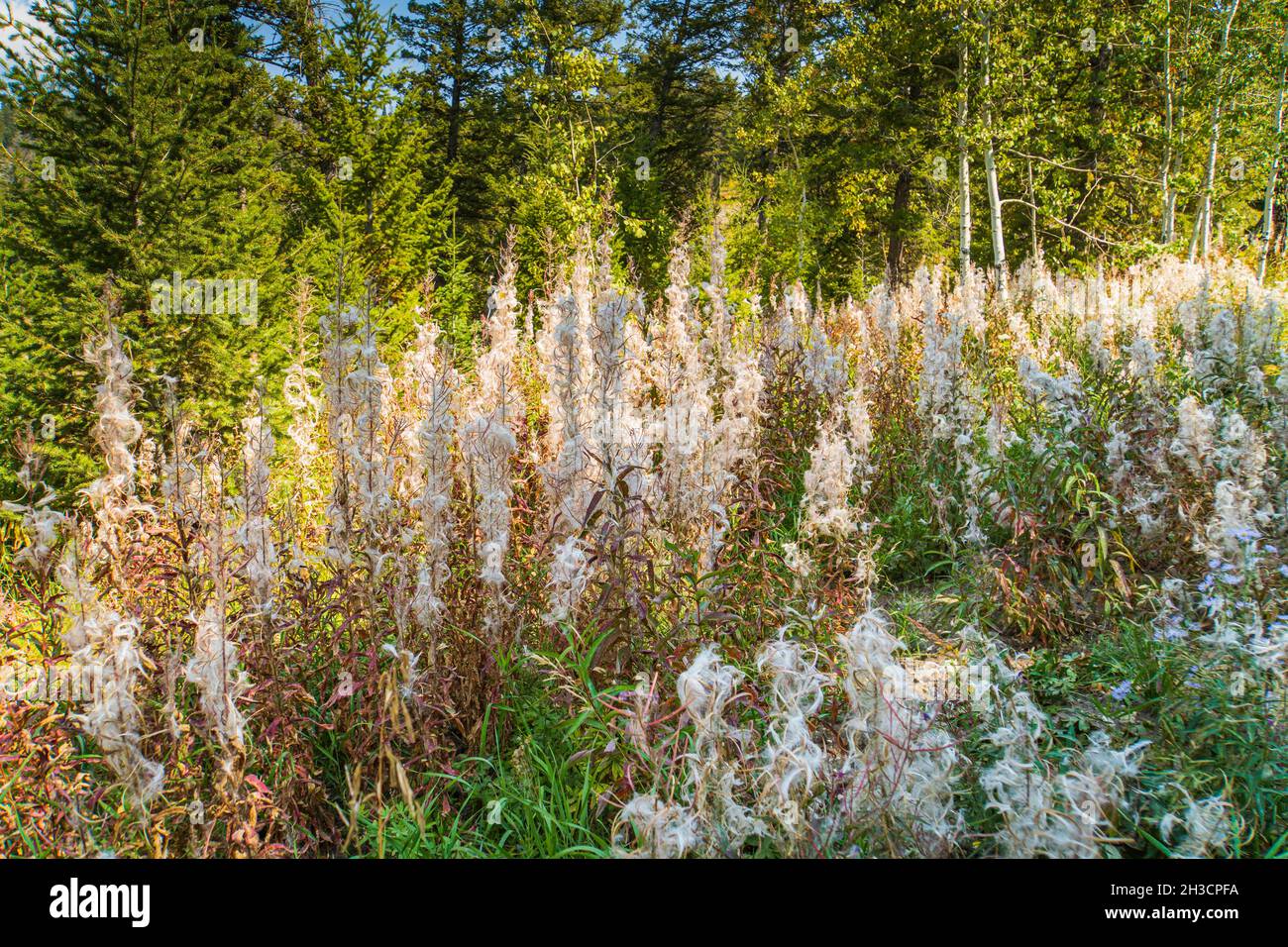fireweed gone to seed  in beautiful white seeds ready to be  dispersed by the wind Stock Photo
