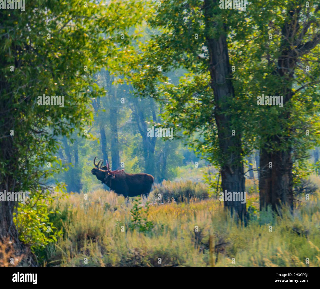 male moose in woods in late summer Stock Photo