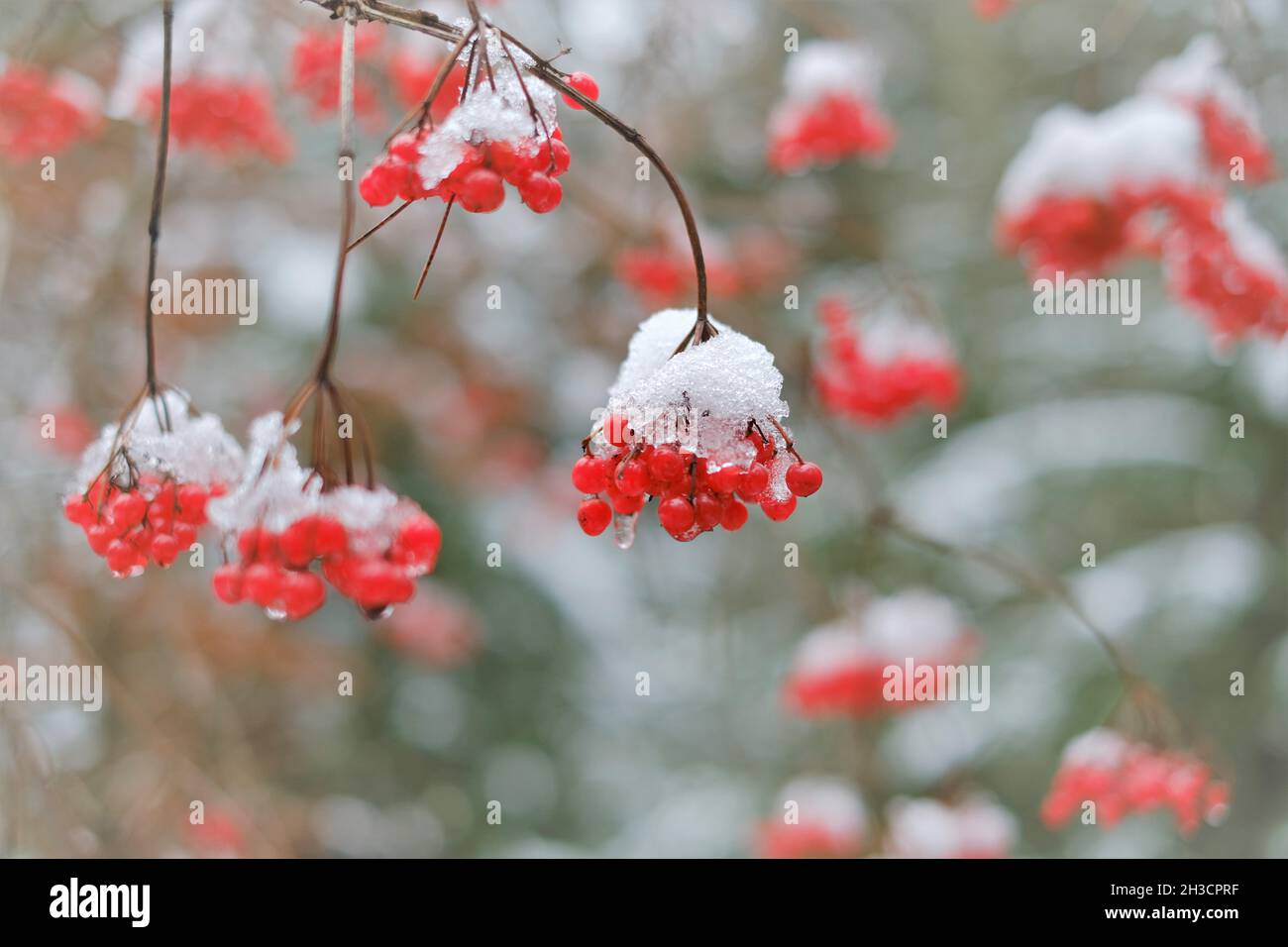 Viburnum berries. Viburnum bush. Red berries in the snow.Viburnum
