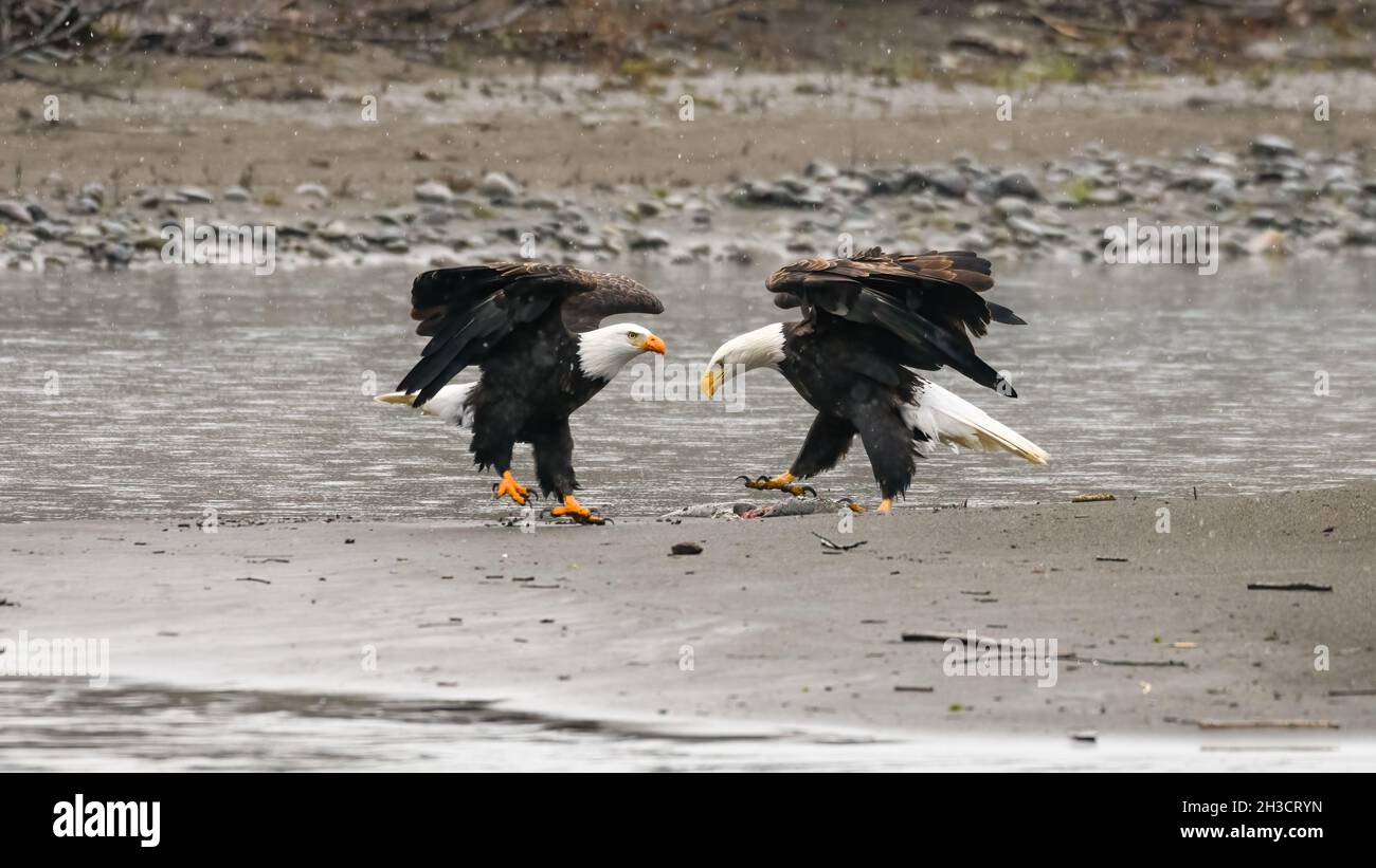 A pair of mature bald eagles on the edge of the Nooksack River.  The wings are extended and feet are raised from the ground as snowflakes fall around Stock Photo