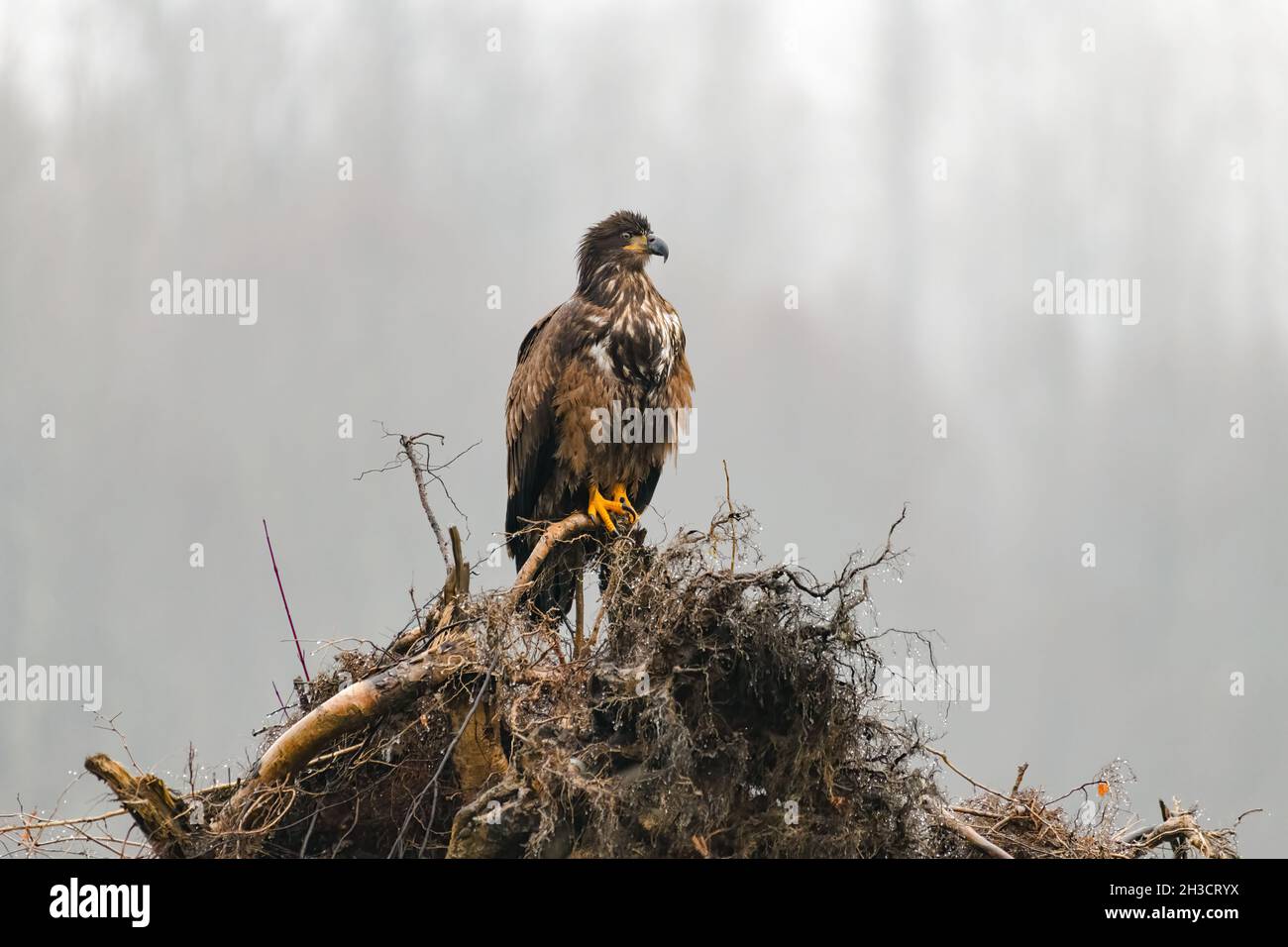 Immature bald eagle standing on a root ball from a fallen tree on a misty winter morning along the Nooksack River Stock Photo