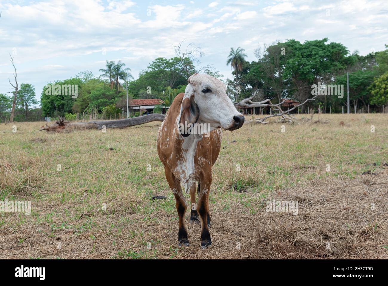 Gir cow in a beautiful brachiaria pasture in the countryside of Brazil. Brazil is one of the biggest cattle raisers in the world, exporting meat and m Stock Photo