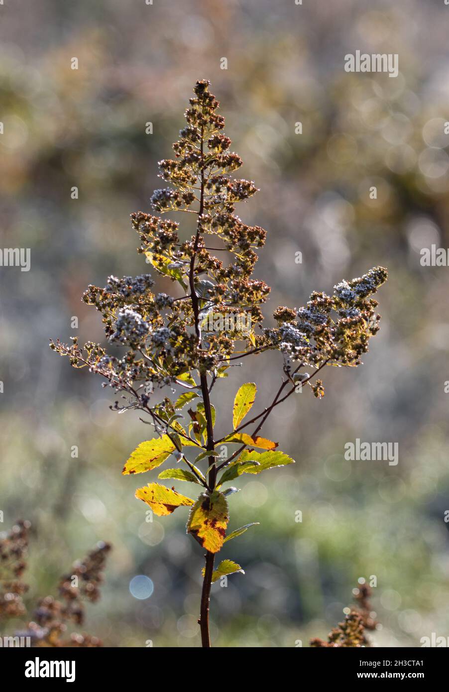 Wilting goldenrod covered in frost Stock Photo
