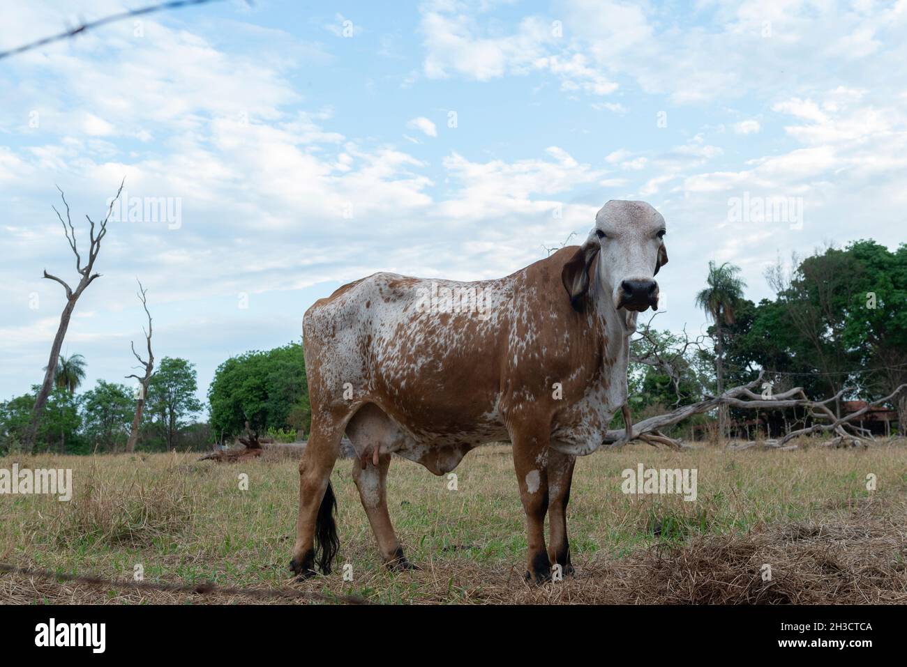 Gir cow in a beautiful brachiaria pasture in the countryside of Brazil. Brazil is one of the biggest cattle raisers in the world, exporting meat and m Stock Photo