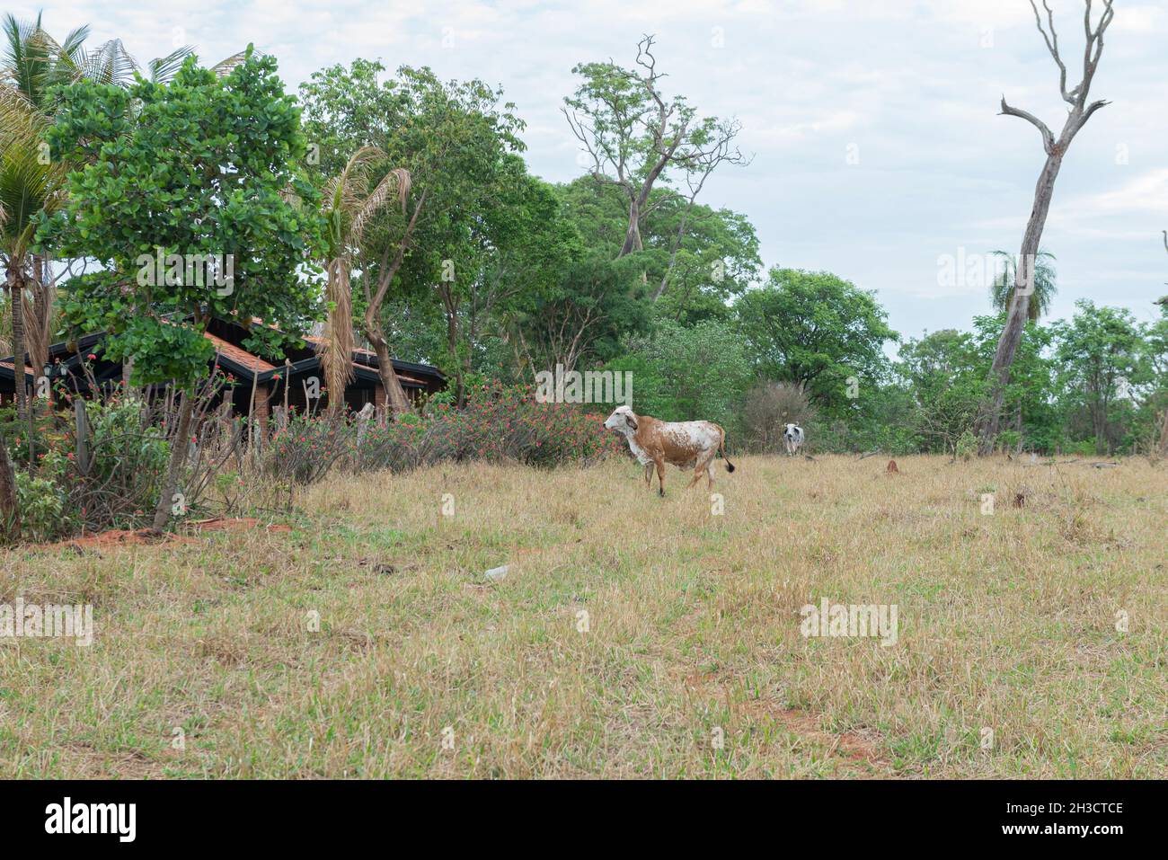 Gir cow in brachiaria pasture with dead and dry trees close by in the countryside of Brazil. Breeding of cattle heads for the production of milk and m Stock Photo