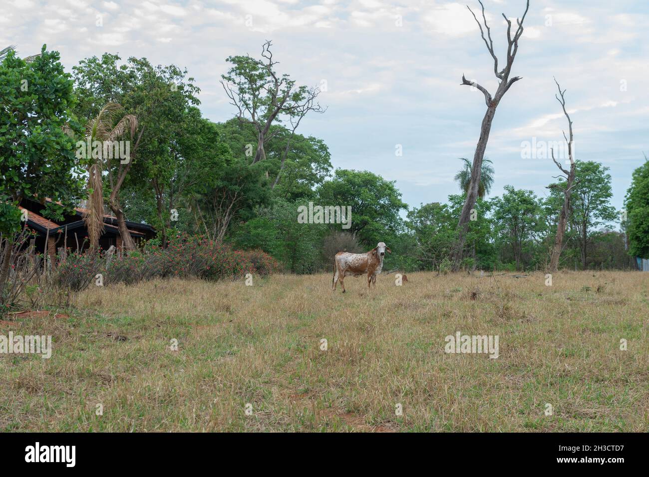 Gir cow in brachiaria pasture with dead and dry trees close by in the countryside of Brazil. Breeding of cattle heads for the production of milk and m Stock Photo