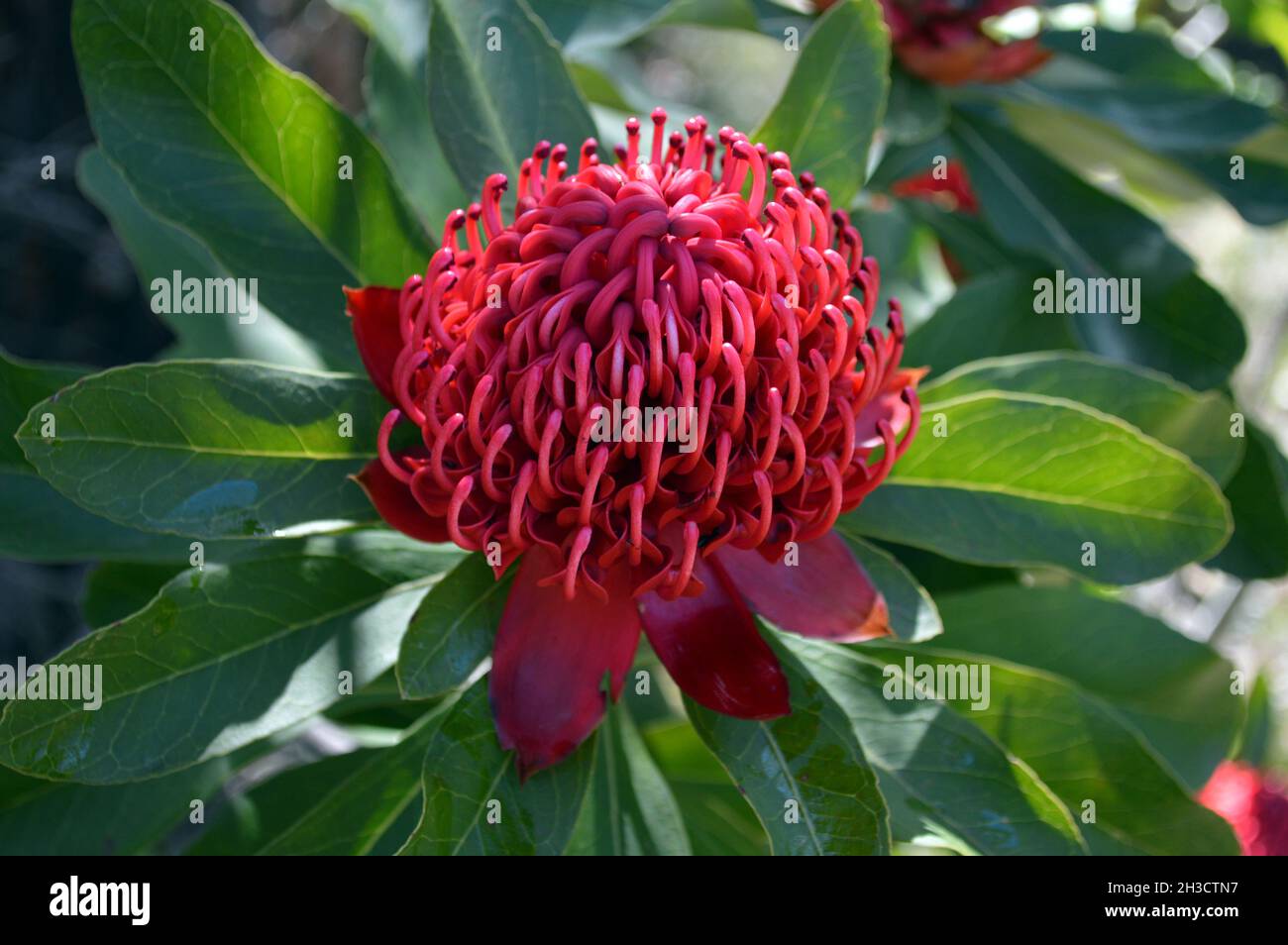 Closeup of a waratah flower in the Blue Mountains of Australia Stock Photo