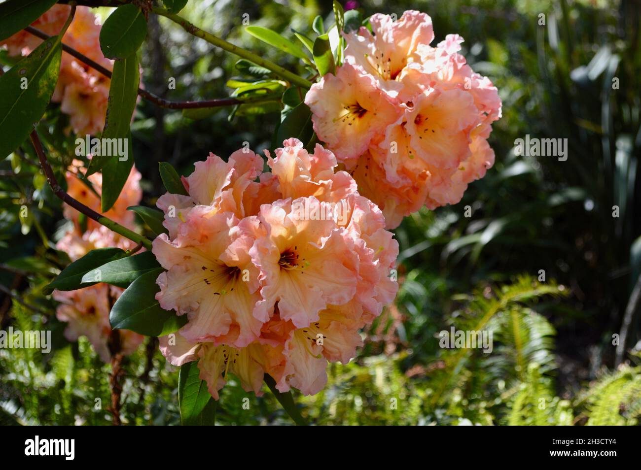 Beautiful flowers in the spring Stock Photo