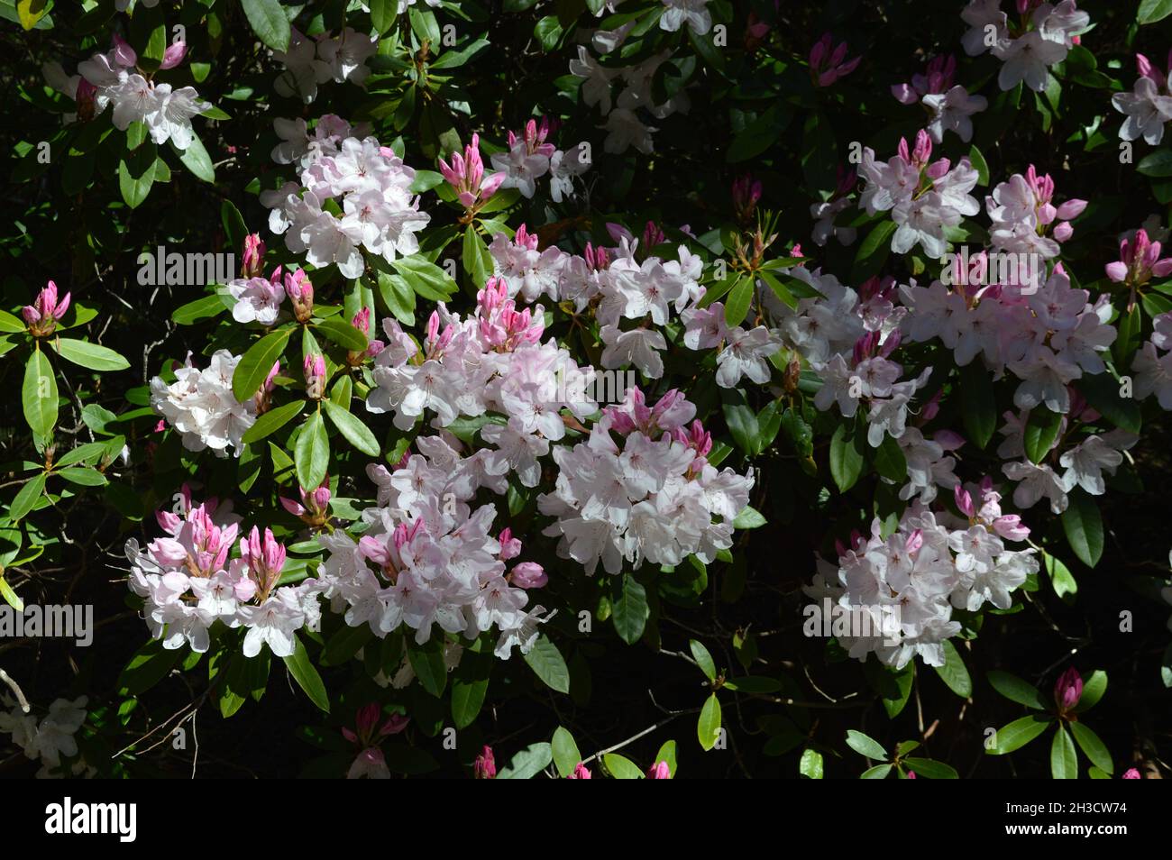 Beautiful flowers in the spring Stock Photo