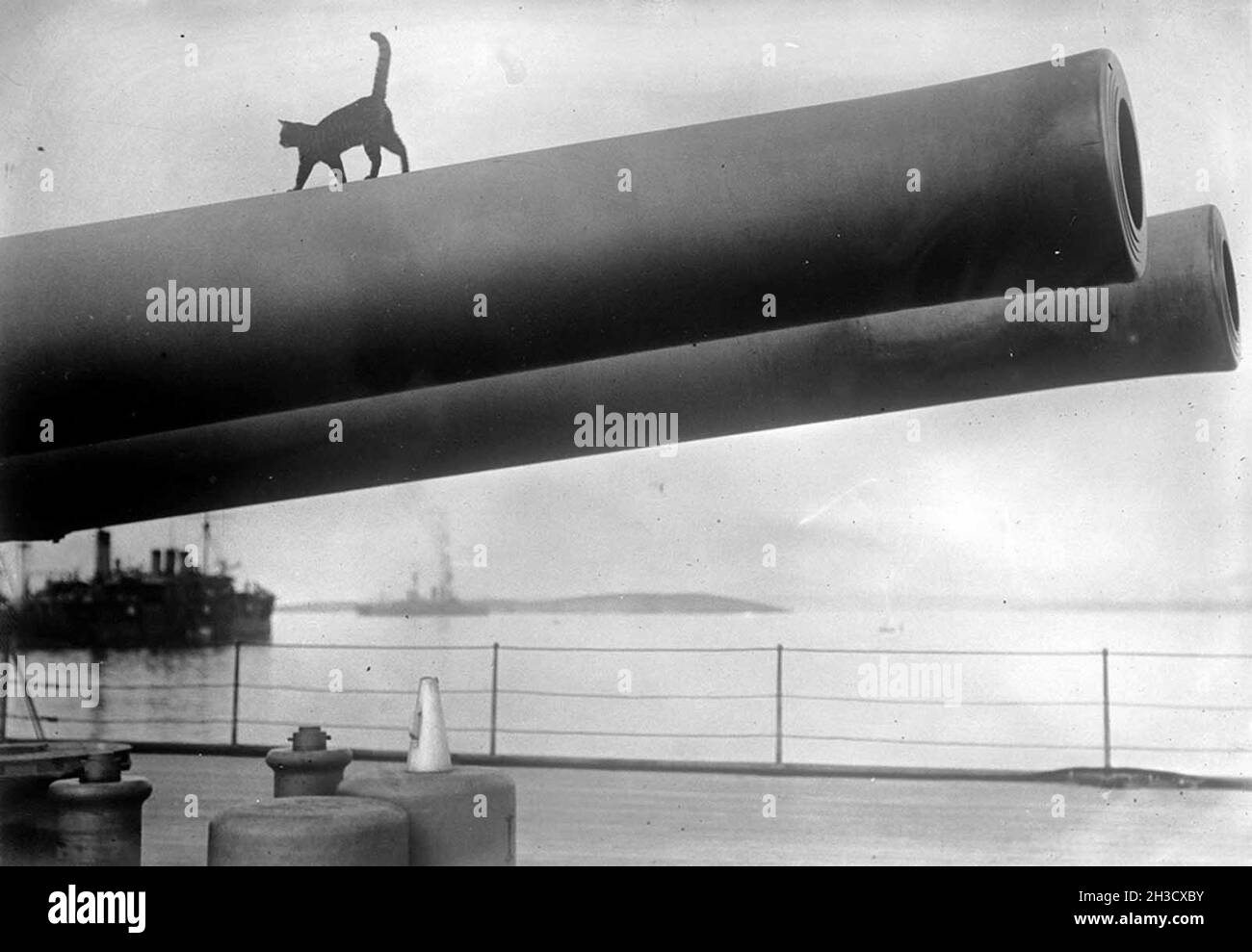 A cat, the mascot of the HMS Queen Elizabeth, walking on the barrel of one of the 15-inch guns. Stock Photo