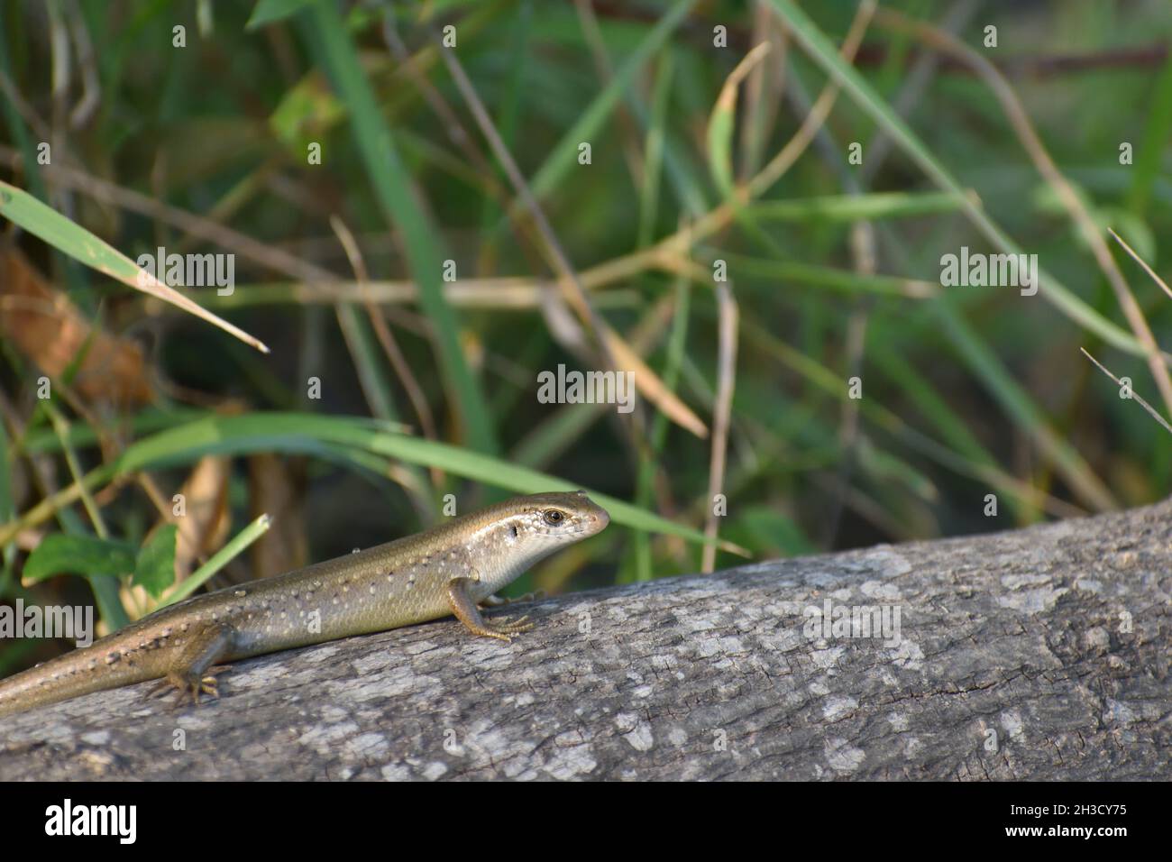 Skink crawling on wooden log with grass on the background. Eutropis multifasciata. Stock Photo