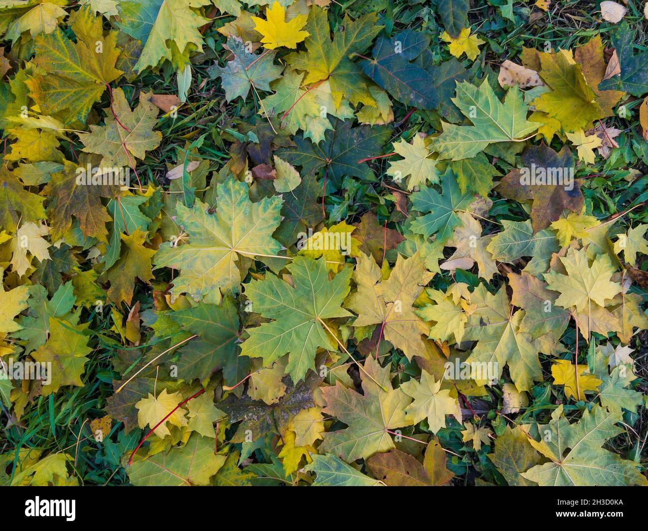 Background of fallen yellow, green and orange maple leaves Stock Photo
