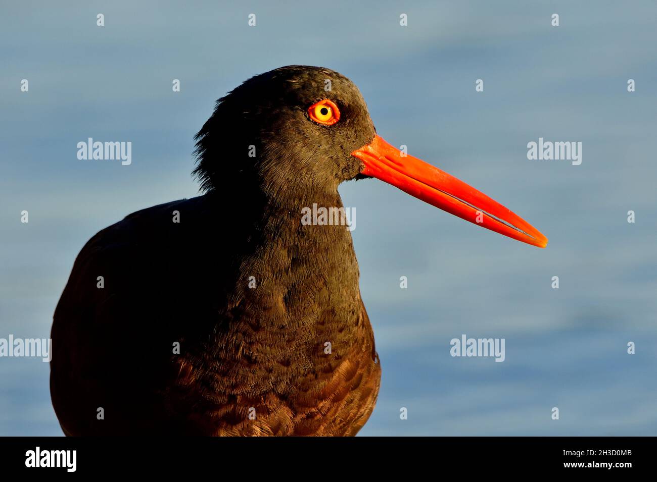 A portrait image of a Black Oystercatcher shorebird (Haematopus bachmani)  in the early morning light foraging  on the shore of Vancouver Island Stock Photo