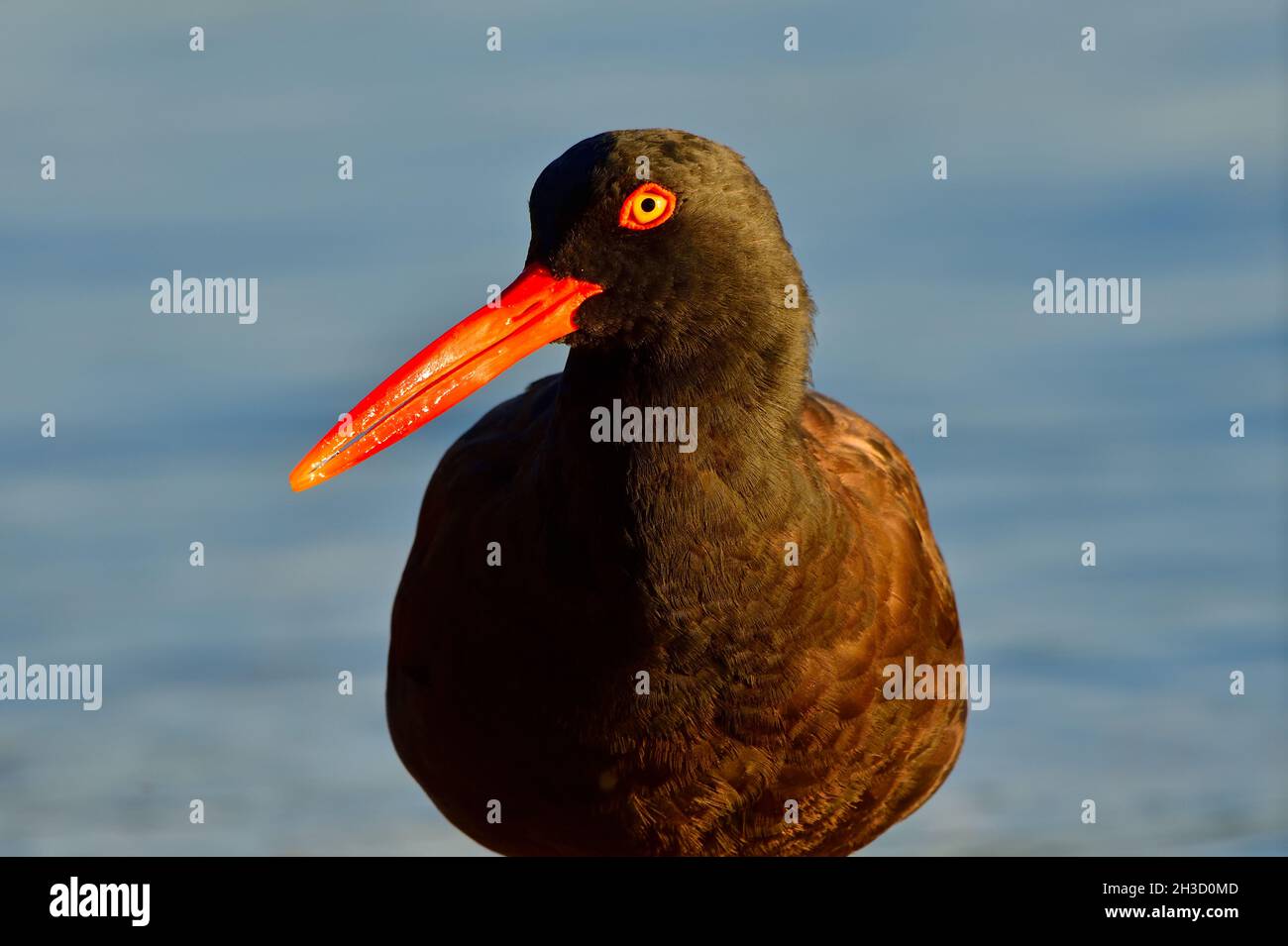 A portrait image of a Black Oystercatcher shorebird (Haematopus bachmani)  in the early morning light foraging  on the shore of Vancouver Island Stock Photo