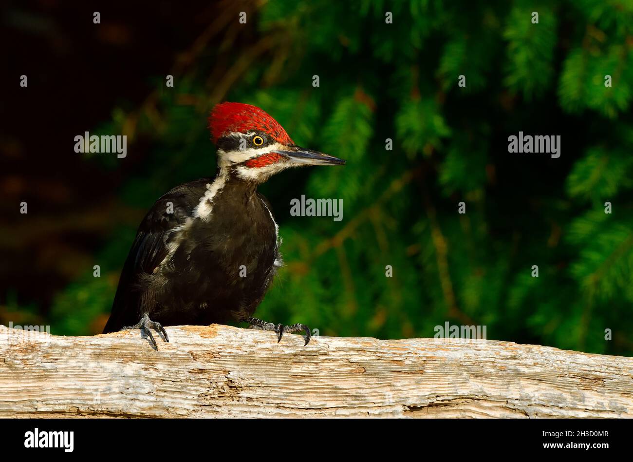 A Pileated woodpecker (Dryocopus pileatus), perched on a log along the shore on Vancouver Island in British Columbia Canada Stock Photo