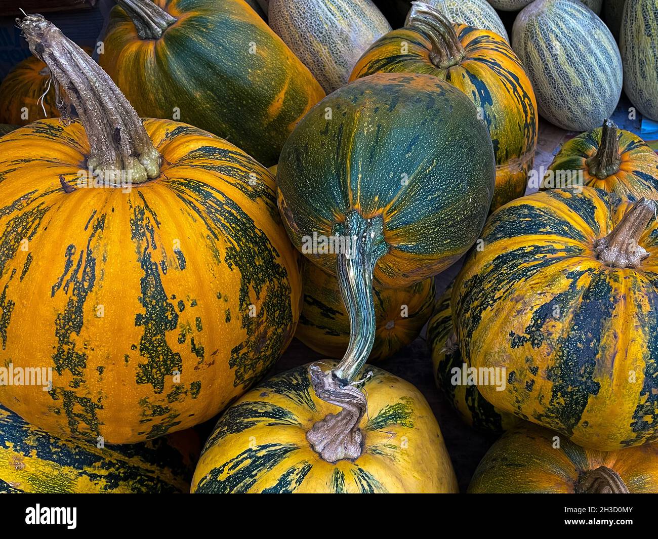 Colorful pumpkins collection on the market close up Stock Photo - Alamy