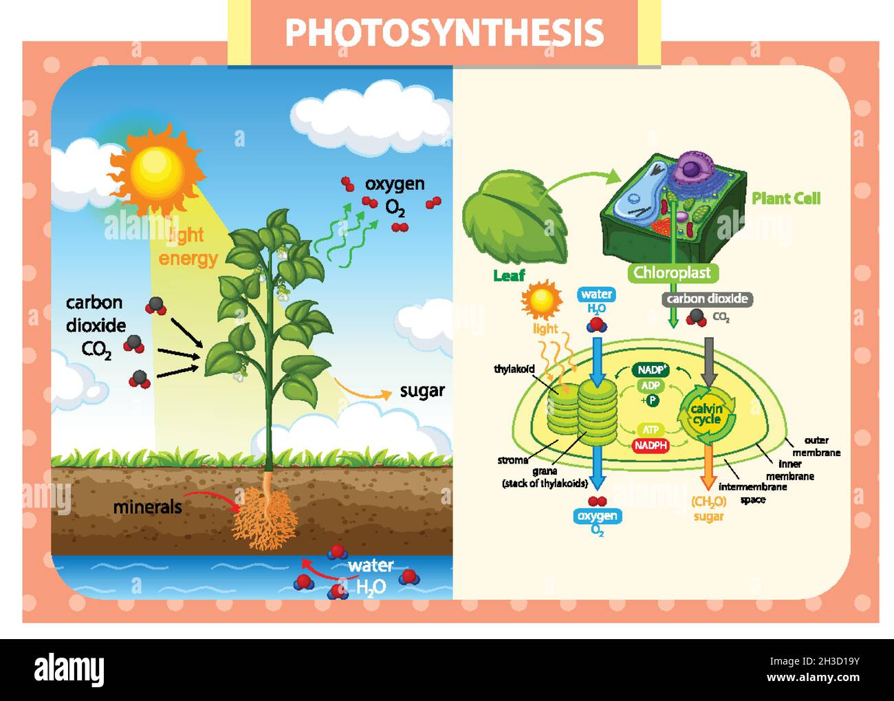 Diagram showing process of photosynthesis in plant illustration Stock ...