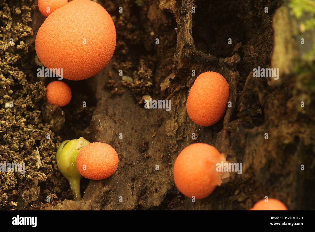 Fruiting bodies of wolf's milk slime mold (Lycogala epidendrum) Stock Photo