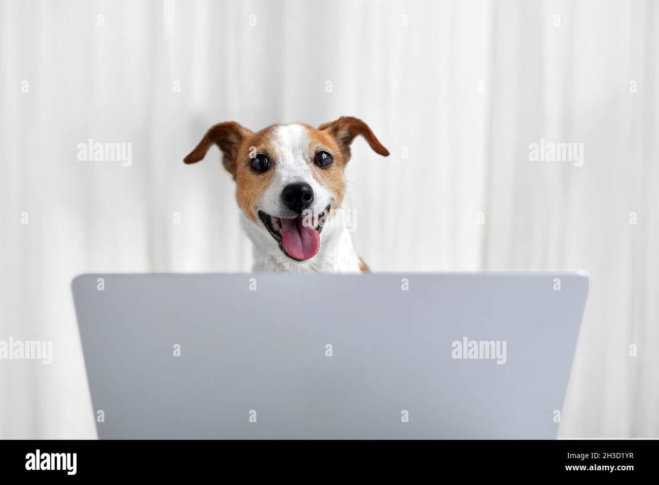 Cute funny Jack Russell Terrier dog with happy face siting near open laptop against white drapery in studio Stock Photo