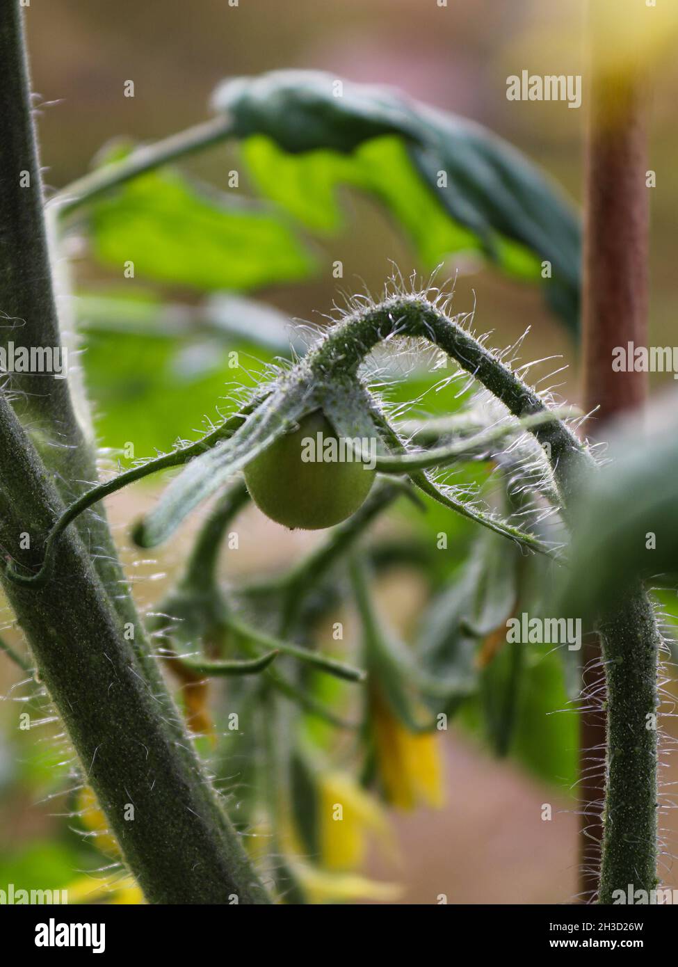 Close-up to cherry tomato growing on tomato plant Stock Photo