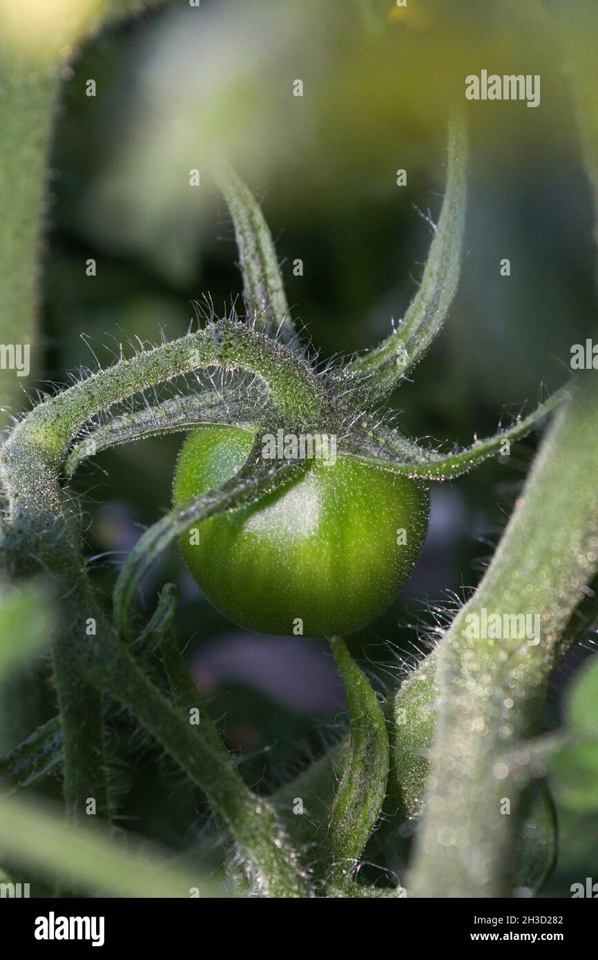 Close-up to cherry tomato growing on tomato plant Stock Photo