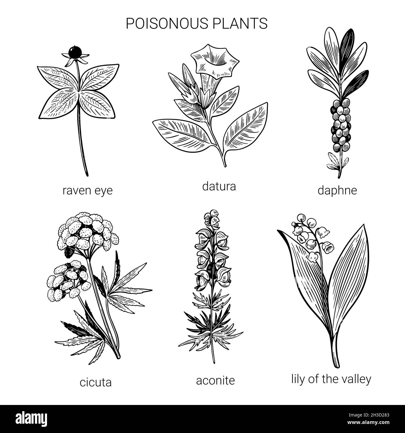 Poisonous Flower Stock Illustrations  1519 Poisonous Flower Stock  Illustrations Vectors  Clipart  Dreamstime