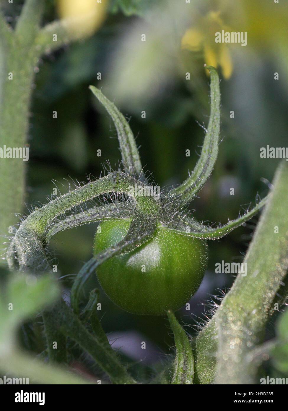 Close-up to cherry tomato growing on tomato plant Stock Photo