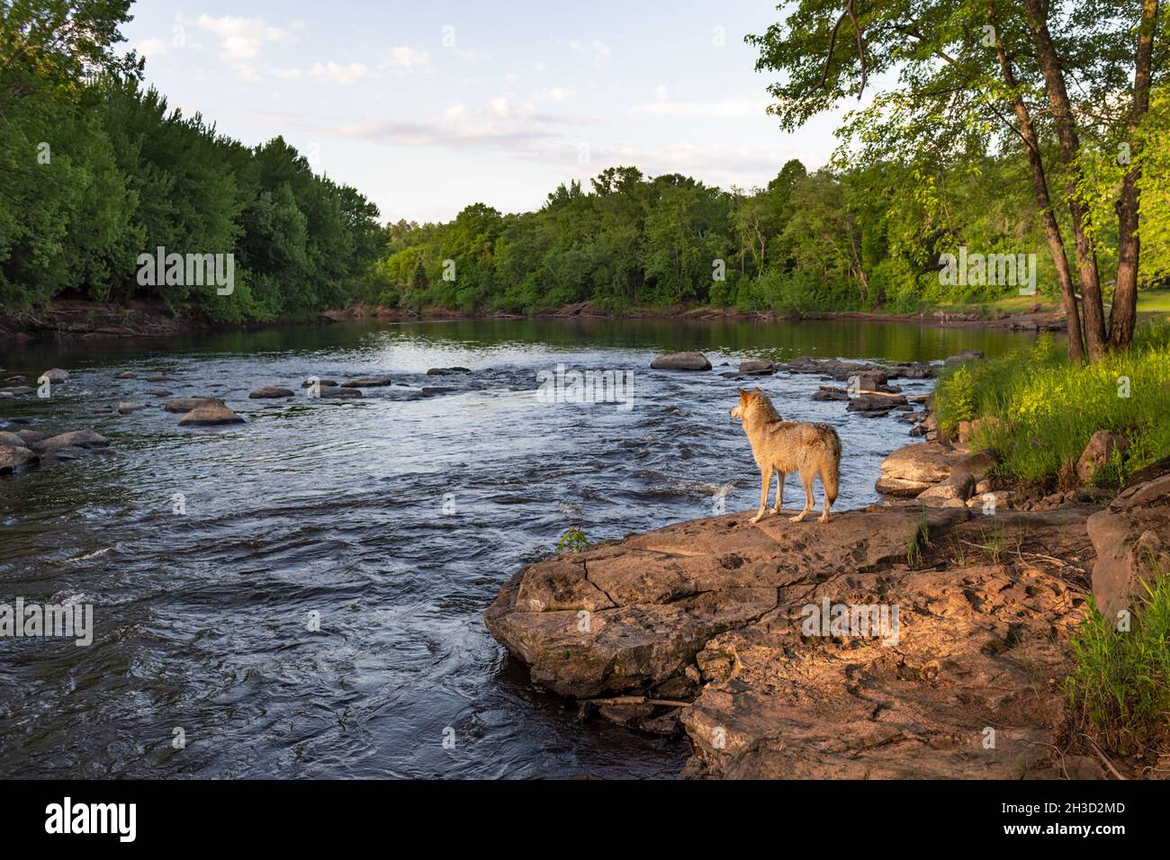 Grey Wolf (Canis lupus) Looks Out Across River From Rock Summer ...