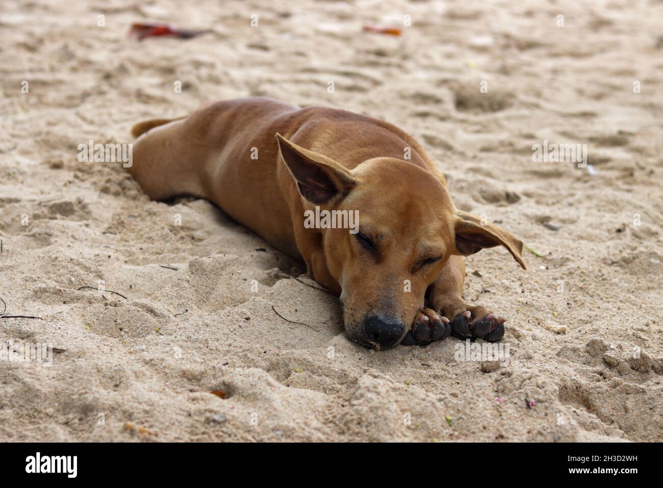 a dog sleeping on the beach sand Stock Photo