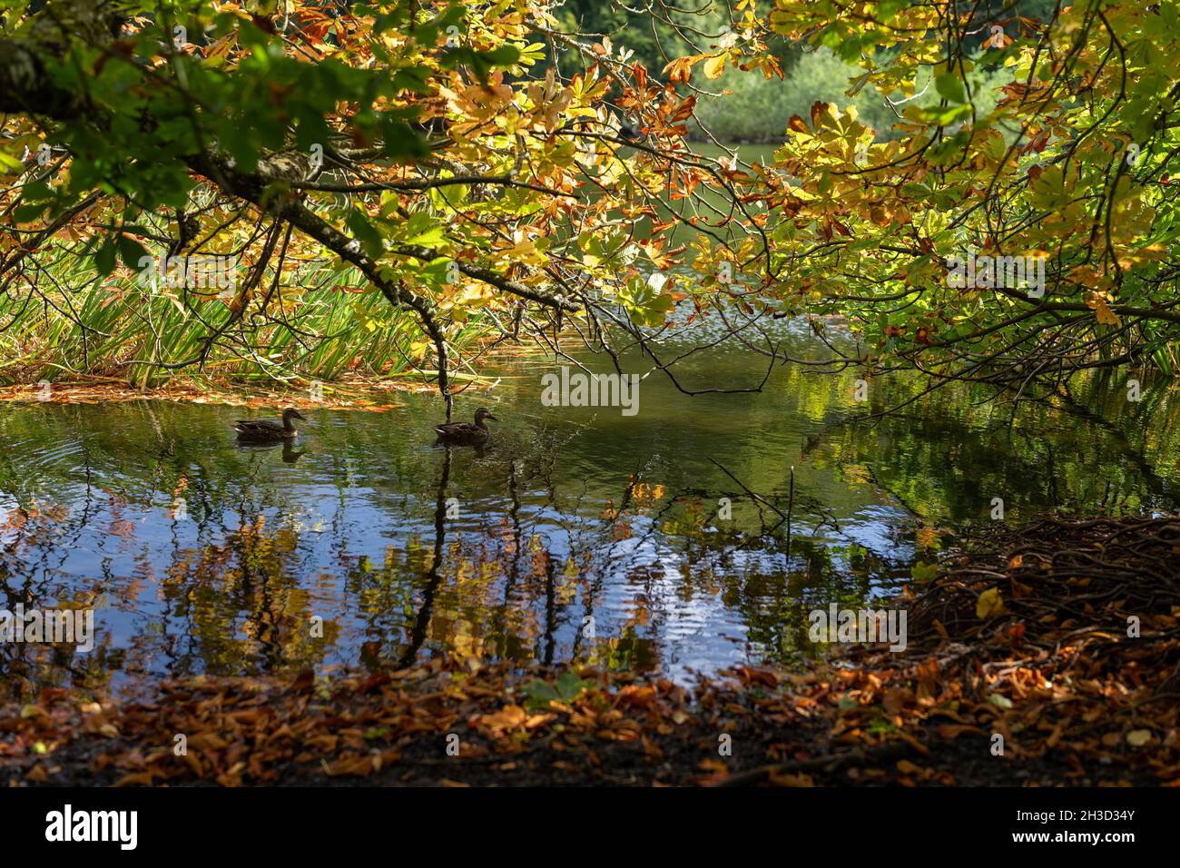 Maisemore Court and St Giles church viewed across the lake in the Severn Vale village of Maisemore, Gloucestershire UK Stock Photo