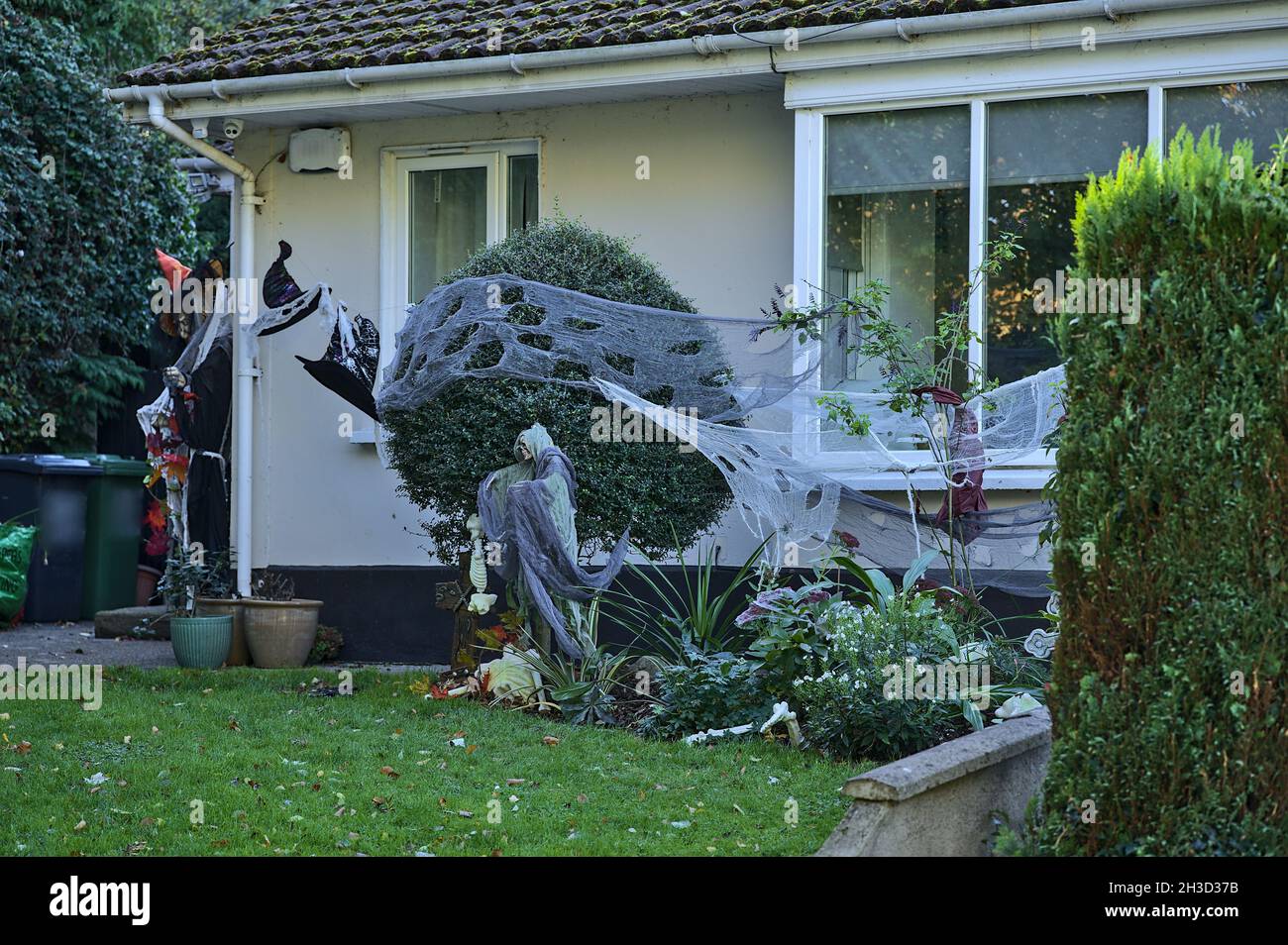 Beautiful and spooky Halloween decor on plants at front yard and typical Irish house in South Dublin. Halloween 2021 decoration on the wall, Dublin Stock Photo